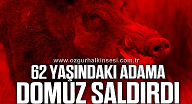 Ali Arslan'a domuz saldırdı