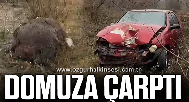 Domuza çarpan sürücü yaralandı