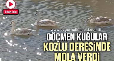 GÖÇMEN KUĞULAR KOZLU DERESİNDE MOLA VERDİ