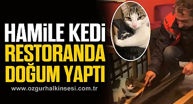 HAMİLE KEDİ RESTORANDA DOĞUM YAPTI
