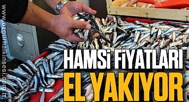 Hamsi fiyatları el yakıyor!