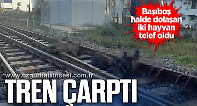 İki büyükbaş hayvana tren çarptı