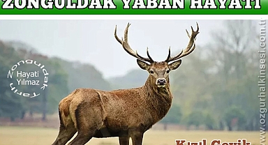 KIZIL GEYİKLER
