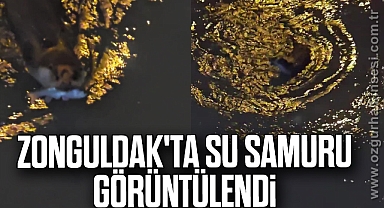 Zonguldak'ta su samuru görüntülendi