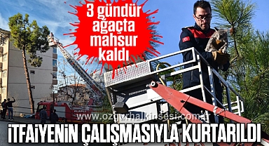 3 gündür ağaçta mahsur kaldı: itfaiyenin çalışmasıyla kurtarıldı