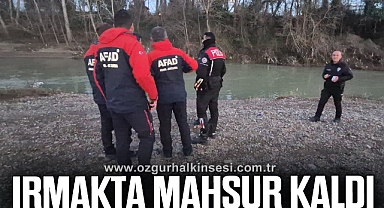 Balık peşindeki yunus ırmakta mahsur kaldı