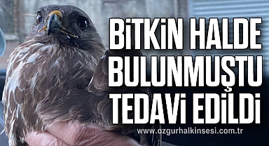 Bitkin halde bulunan kızıl şahin tedavi edildi