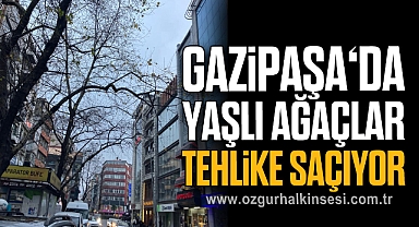GAZİPAŞA‘DA YAŞLI AĞAÇLAR TEHLİKE SAÇIYOR