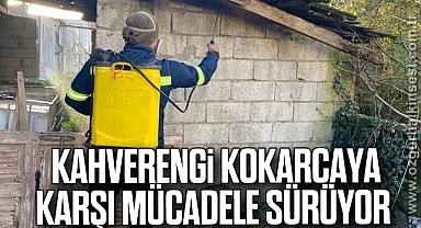 Kahverengi kokarcaya karşı mücadele sürüyor