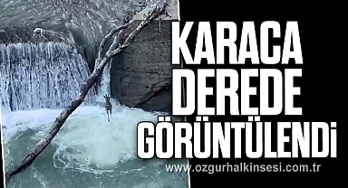 Karaca derede görüntülendi
