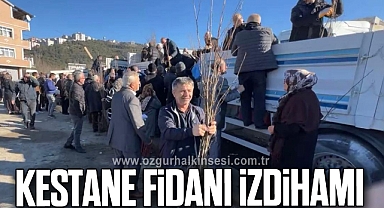 KESTANE FİDANI İZDİHAMI