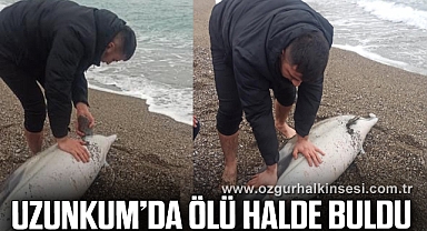 Maden işçisi balık tutmaya gittiği sahilde ölü yunus buldu