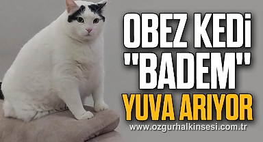 OBEZ KEDİ