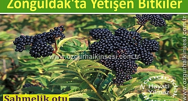 ŞAHMELİK OTU