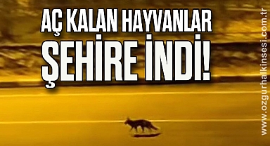 Şehir merkezine inen iki tilki ve çakallar kamerada
