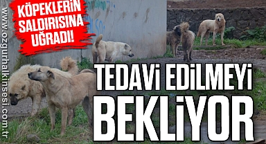Tedavi edilmeyi bekliyor