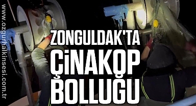 Zonguldak'ta çinakop bolluğu