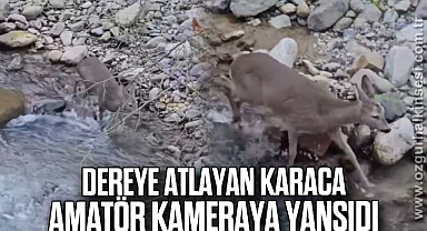 Dereye atlayan karaca vatandaşlar tarafından görüntülendi