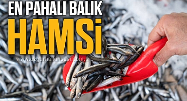 EN PAHALI BALIK HAMSİ