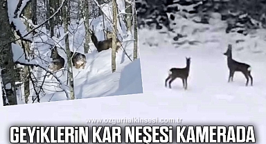 Geyiklerin kar neşesi kamerada