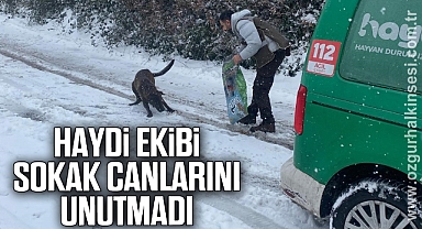 HAYDİ ekibi sokak hayvanlarını unutmadı