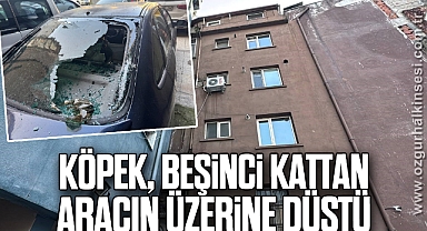 Köpek, beşinci kattan park halindeki aracın üzerine düştü