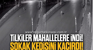 Tilkiler Mahallelere İndi! Sokak Kedisini Kaçırdı!