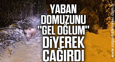 Yaban domuzunu