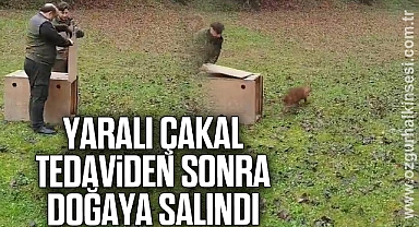 YARALI ÇAKAL TEDAVİDEN SONRA DOĞAYA SALINDI