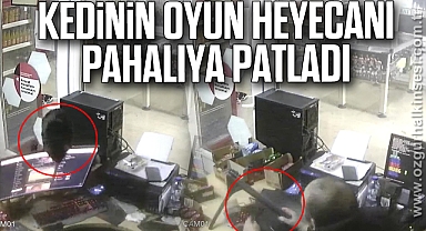 Kedinin oyun heyecanı pahalıya patladı