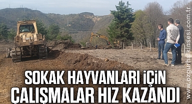 Sokak hayvanları için çalışmalar hız kazandı