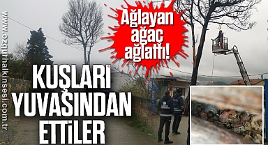 AĞLAYAN AĞAÇ AĞLATTI