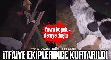 Dereye düşen yavru köpek itfaiye ekiplerince kurtarıldı