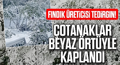 Fındık Üreticisi Tedirgin!