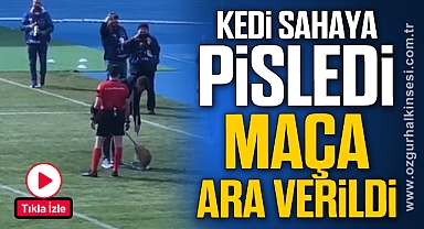 KEDİ SAHAYA PİSLEDİ MAÇA ARA VERİLDİ