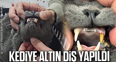 Kediye altın diş yapıldı