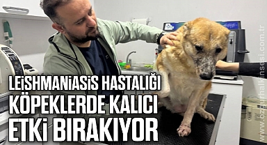 Leishmaniasis hastalığı köpeklerde kalıcı etki bırakıyor