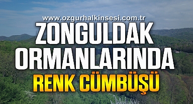 Zonguldak ormanlarında renk cümbüşü