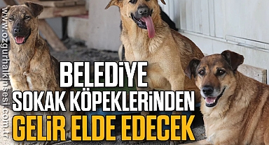 BELEDİYE SOKAK KÖPEKLERİNDEN GELİR ELDE EDECEK