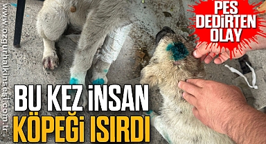 Bu kez insan köpeği ısırdı
