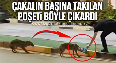 Çakalın başına takılan poşeti öğretim görevlisi çıkardı