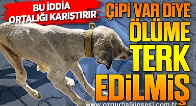 Çipi var diye ölüme terk edilmiş!