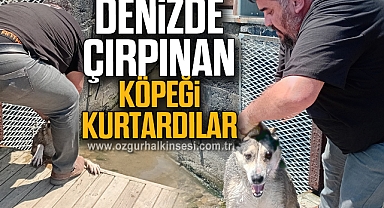 Denizde Çırpınan Köpeği Kurtardılar