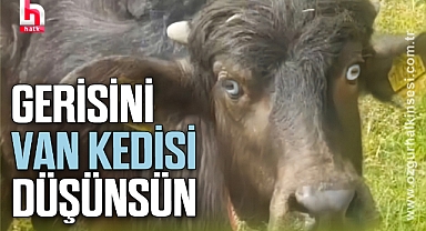 Gerisini Van Kedisi Düşünsün