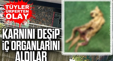 Karnını deşip, iç organlarını aldılar