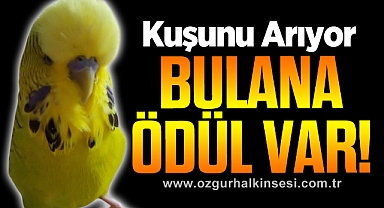 Kuşunu Arıyor: Bulana Ödül Var!