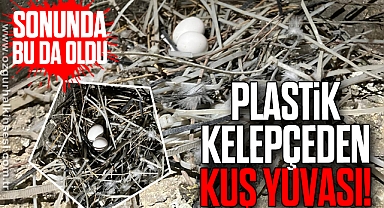 PLASTİK KELEPÇEDEN KUŞ YUVASI!