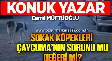 SOKAK KÖPEKLERİ, ÇAYCUMA’NIN SORUNU MU DEĞERİ Mİ?