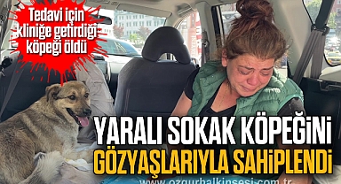 Tedavi için kliniğe getirdiği köpeği öldü: yaralı sokak köpeğini gözyaşlarıyla sahiplendi