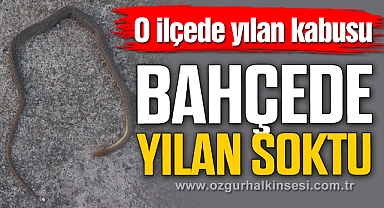 Bahçede yılan soktu!